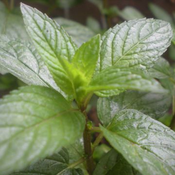 Mentha piperita Romana Rossa