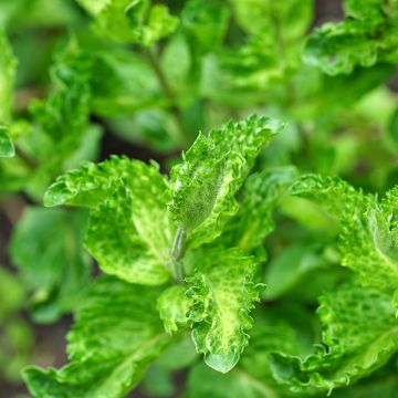 Mentha spicata var. crispa Moroccan