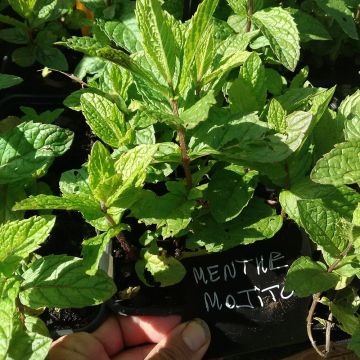 Organic Mentha hemingwayensis Mojito