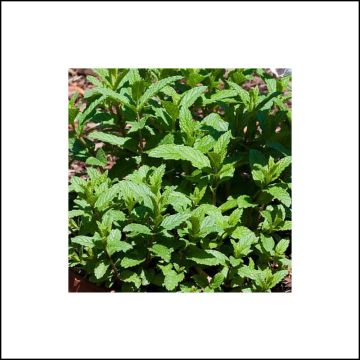 Mentha spicata Wintergreen - Mint