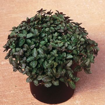 Mentha piperita in Plants