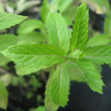 Mentha suriso