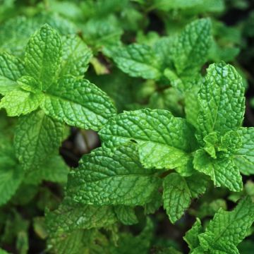 Mentha espagnole