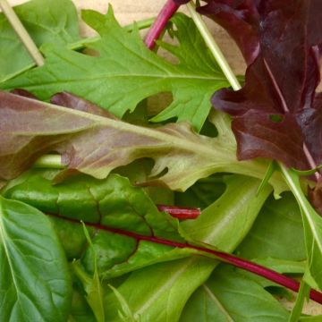 Mesclun - Mixed salad leaves