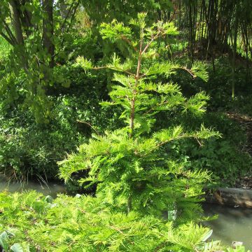 Metasequoia glyptostroboides Chubby - Dawn Redwood