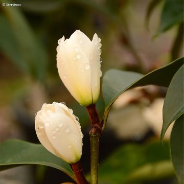 Magnolia Allspice