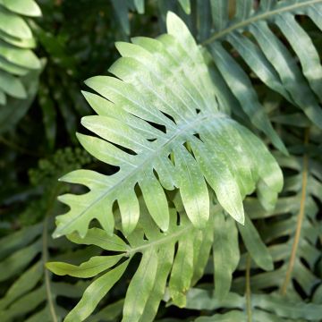 Microsorum diversifolium - Kangaroo fern