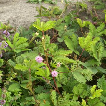 Mimosa pudica