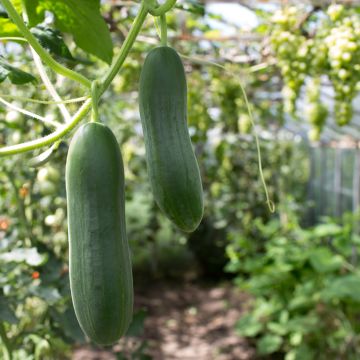 Mini Cucumber Broumana F1