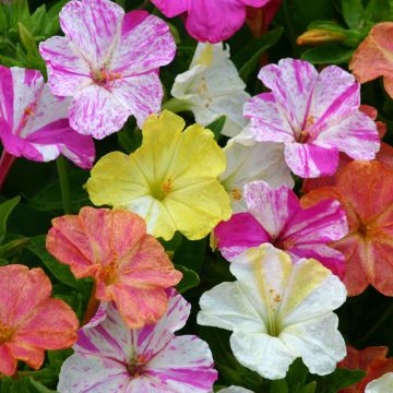 Mirabilis jalapa Marbles Mix - seeds