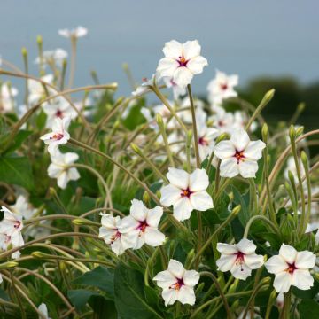 Mirabilis longiflora - seeds