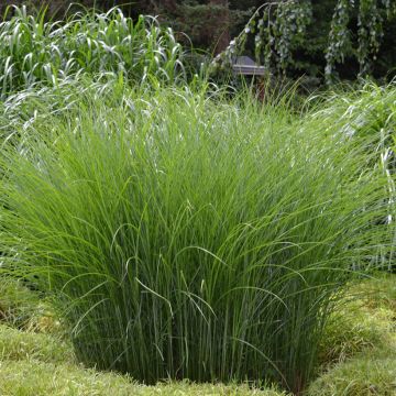 Miscanthus sinensis Gracillimus - Silvergrass