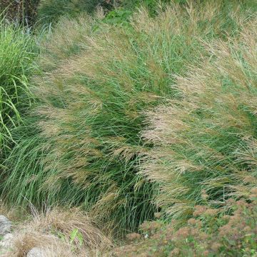 Miscanthus sinensis Poseidon - Silvergrass