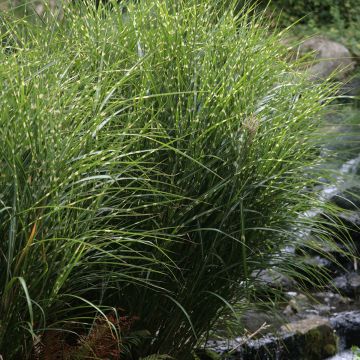 Miscanthus sinensis Zebrinus - Silvergrass