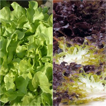 Lettuce Eluarde et Panisse - Lactuca sativa