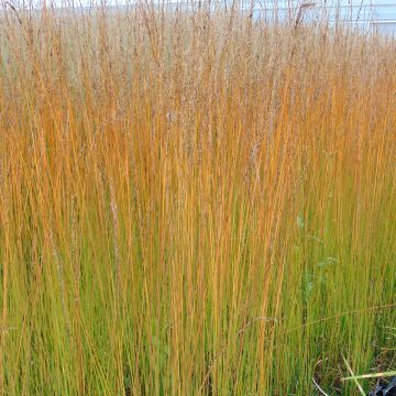Molinia caerulea Edith Dudszus - Purple Moor-grass