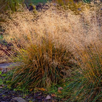 Molinia caerulea Moorflamme - Purple Moor-grass