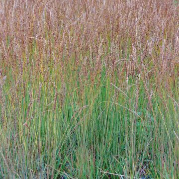 Molinia caerulea Moorhexe - Purple Moor-grass