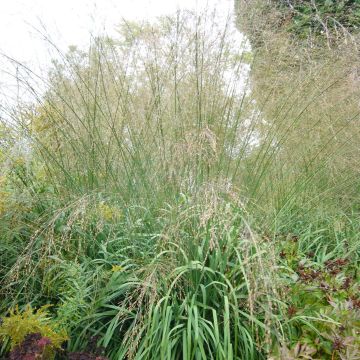 Molinia caerulea susbp. arundinacea Transparent - Purple Moor-grass
