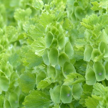 Moluccella laevis - seeds