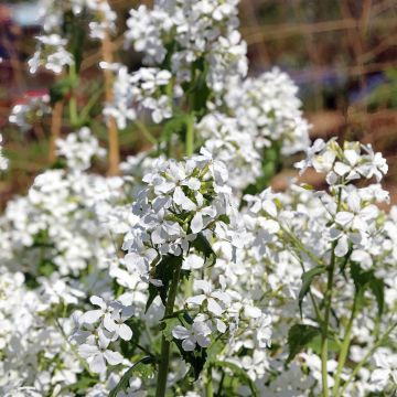 Lunaria annua Alba