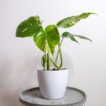 Monstera deliciosa Thai Constellation - Faux philodendron Thaï Constellation, Monstère mouchetée