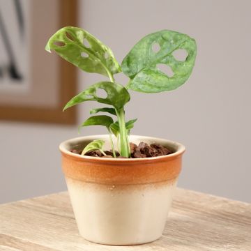 Monstera adansonii - Adanson's monstera