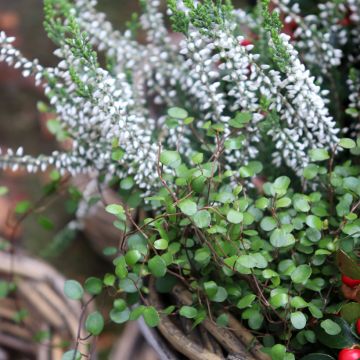 Muehlenbeckia axillaris