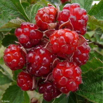 Dorman Red Organic Garden Blackberry