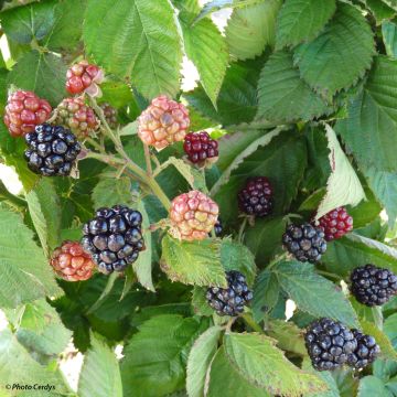 Blackberry Little Black Prince - Rubus fruticosus