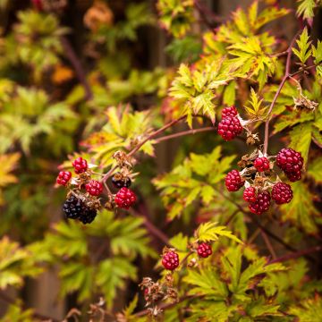 Thornless Evergreen Blackberry - Rubus fruticosus