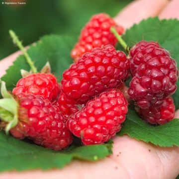 Rubus Tayberry Bounty Berry