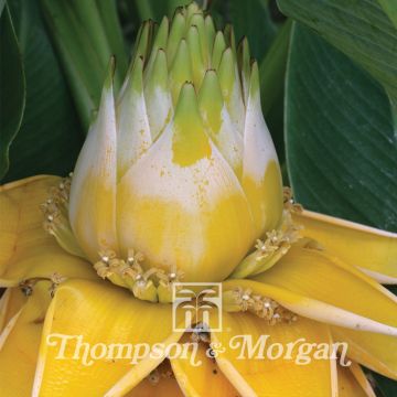 Musella lasiocarpa - Golden Lotus Banana seeds