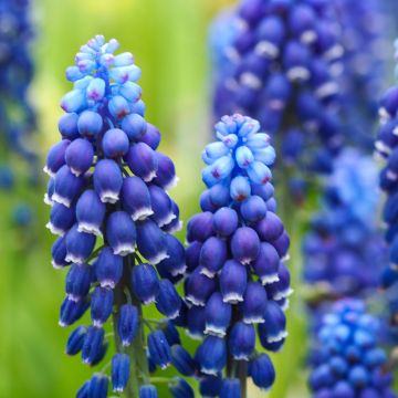 Muscari  Joyce Spirit