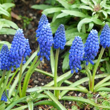 Muscari Lindsay