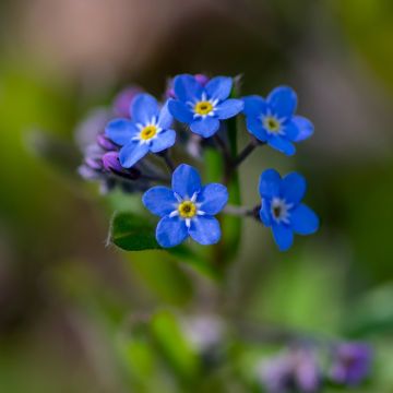 Myosotis sylvatica Bluesylva - Forget-me-not