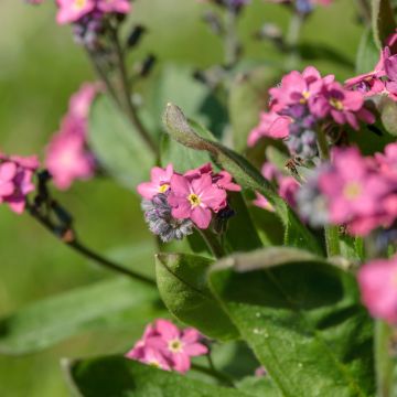 Myosotis sylvatica Rosylva