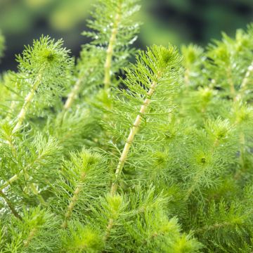 Myriophyllum spicatum - Myriophylle en épis