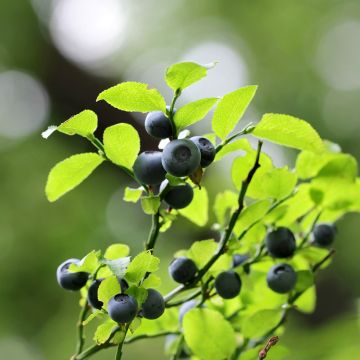 Blueberry - Vaccinium myrtillus 