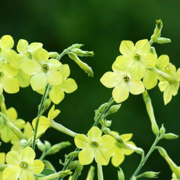 Graines de Nicotiana Lime Green - Tabac d'ornement.
