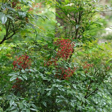 Nandina domestica - Sacred Bamboo