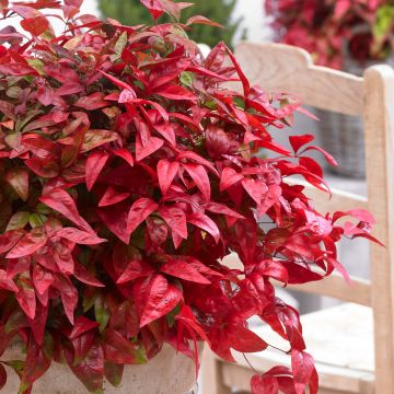 Nandina domestica Blush Pink Aka - Sacred Bamboo