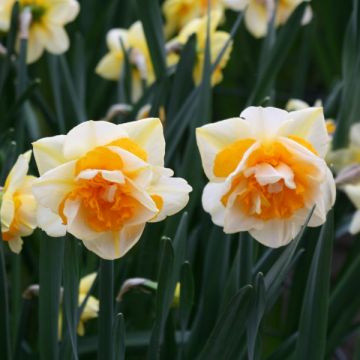 Narcissus Double Beauty - Daffodil