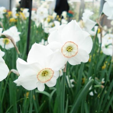 Narcissus Dreamlight - Daffodil