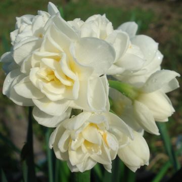 Narcissus Erlicheer