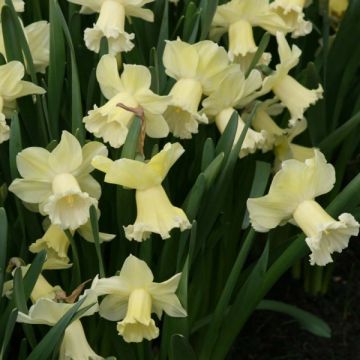 Narcissus Galactic Star - Daffodil