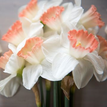 Narcissus Pink Charm - Daffodil