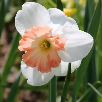 Narcissus Precocious - Daffodil