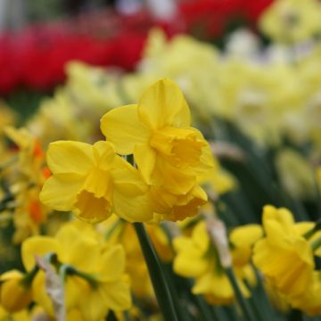 Narcissus Quail - Daffodil