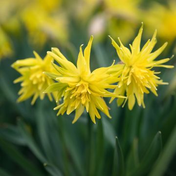 Narcissus pumilus Rip van Winkle
